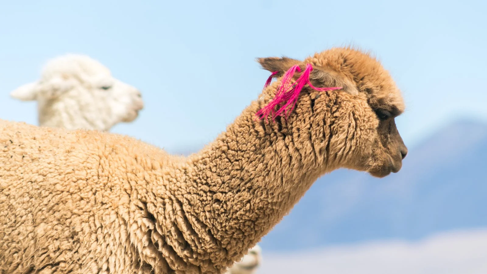 Philadelphia Cultural Gifts